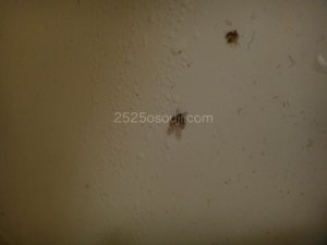 世田谷区で「バスタブ下部高圧洗浄」を作業させていただきました       まずは、バスタブ下の「エプロン」と呼ばれる部分を開けます。      はい、パカッ。こんな感じです。       洗浄前はこのような感じです。髪の毛、ヘドロのような汚れで全体的に、茶色になっています。       中にはコバエがいました。 お客様、このコバエが気になって、ご依頼いただいたとのことです。       約40分後、こんなにキレイになりました。 今回のお客様のお宅のバスタブは、少し持ち上げることができました。 このタイプですと、バスタブの底まで洗浄できますので、よりキレイになります。     キレイになった状態に、お客様も喜んでいただきました。 ありがとうございました。    バスタブ下部にコバエがいました